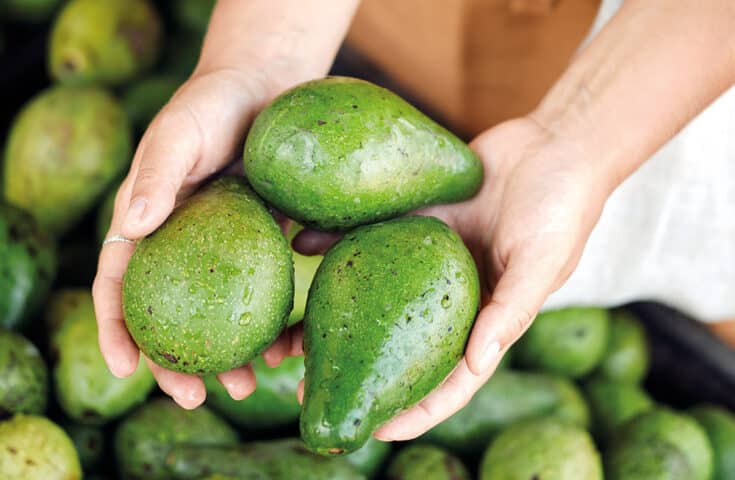 Veja os benefícios do abacate para a saúde e se ele ajuda a emagrecer
