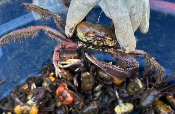 Fiscalização apreende 172 caranguejos durante período de defeso