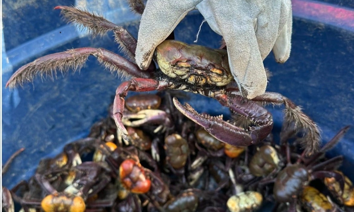 Fiscalização apreende 172 caranguejos durante período de defeso