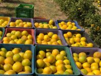Citricultura: produção de laranja avança no Norte capixaba