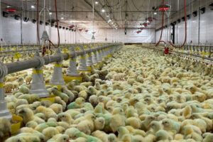 Projeto inova avicultura com primeiro ecoaviário do Brasil