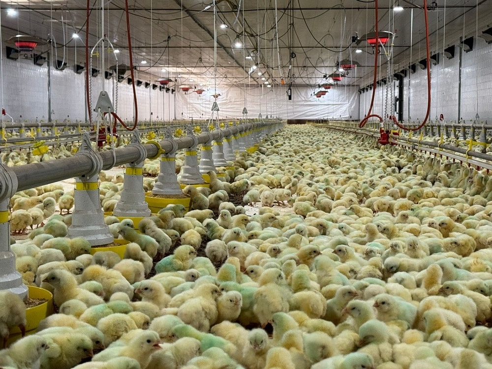 Projeto inova avicultura com primeiro ecoaviário do Brasil