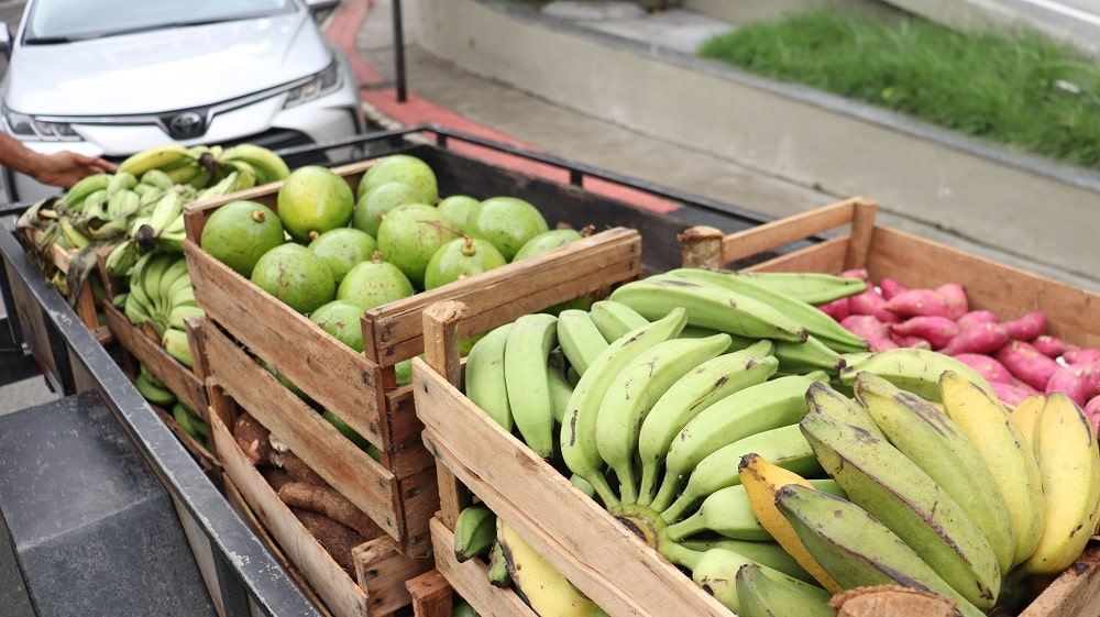 Viana realiza entrega de 200 cestas verdes para famílias carentes