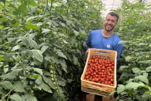 Cultivo protegido de tomate é a bola da vez