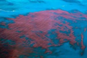 Saiba o que é a maré vermelha, fenômeno que intoxicou quase 400 em PE