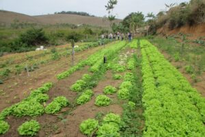 Agricultores se regularizam para venda direta de produto orgânicos