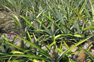 Agricultura do Rio incentiva a produção do abacaxi no Estado