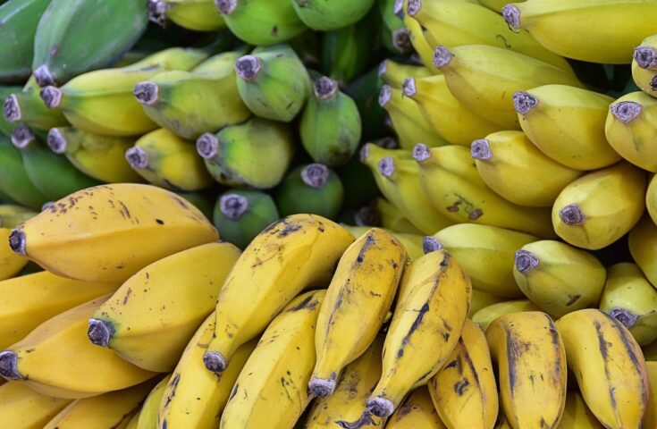 Yes, nós temos bananas, e de qualidade