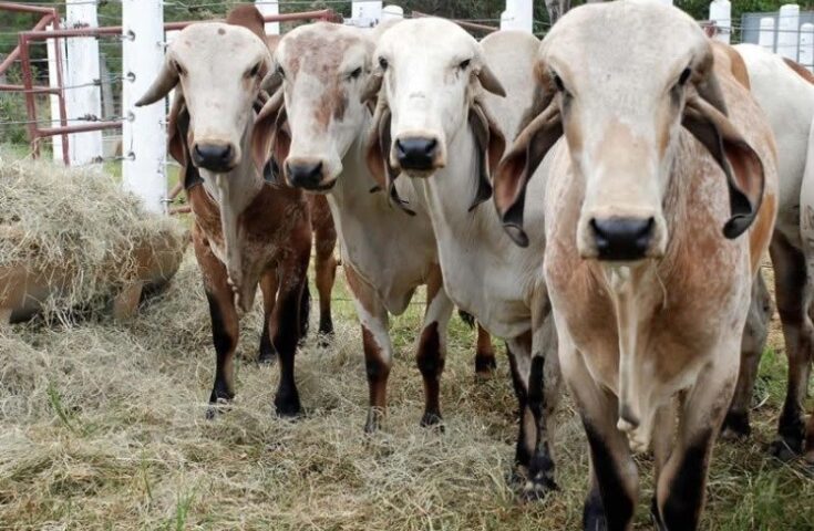 Feira facilita acesso de pecuaristas capixabas a touros melhoradores