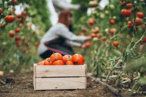 Dia do Tomate: tecnologia sustentável desenvolve novas variedades