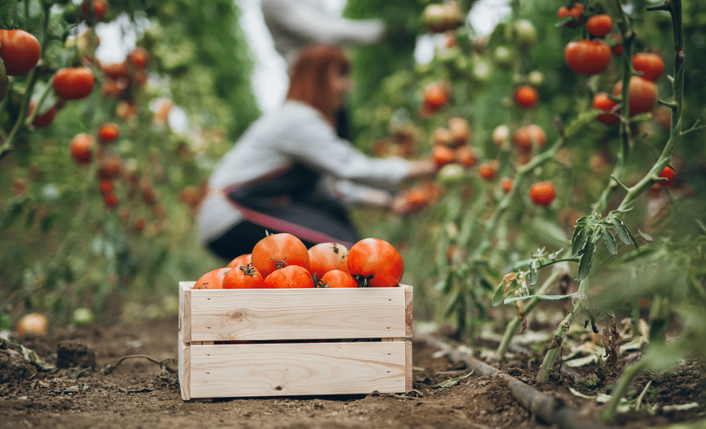 Dia do Tomate: tecnologia sustentável desenvolve novas variedades