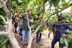 Produtores participam de Dia de Campo sobre cultivo do cacau