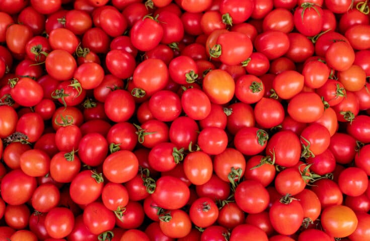 Tomate cereja: além de gostoso, faz bem à saúde
