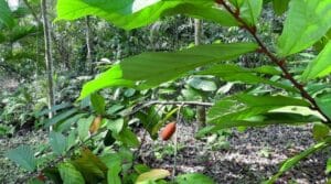 ANUÁRIO DO RIO DE JANEIRO SERINGAIS E SISTEMAS AGROFLORESTAIS 3