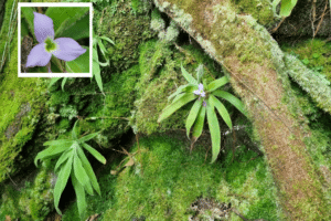 “Bromélia-peluda”: nova espécie é descoberta em Minas Gerais
