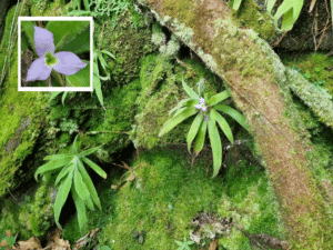 "Bromélia-peluda": nova espécie é descoberta com apoio de cidadão cientista em Minas Gerais