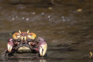 Andada do caranguejo-uçá: veja quando começa novo período de defeso