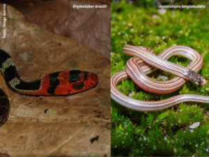 Cobras de espécies raras são redescobertas no ES após décadas