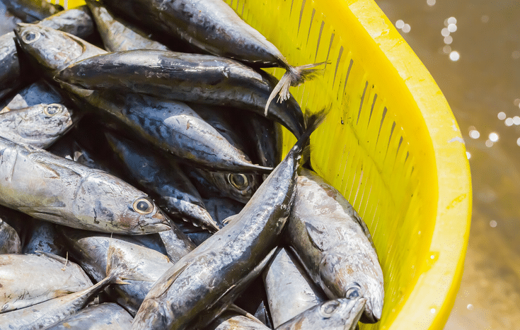 África do Sul abre mercado para pescados brasileiros