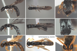 Estudo revela registros inéditos de três espécies de formigas no ES