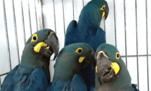 araras repatriadas Togo Brasil