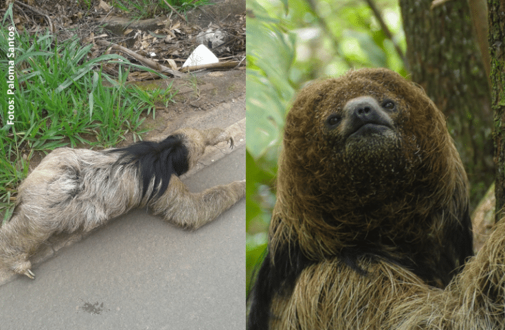 Mudanças do uso na terra ameaçam preguiças endêmicas da Mata Atlântica