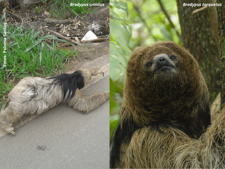 Mudanças do uso na terra ameaçam preguiças endêmicas da Mata Atlântica