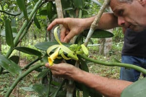 Baunilhas nativas do Brasil podem ter grande potencial gastronômico