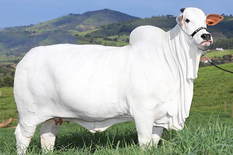 Saiba qual é a vaca mais cara do mundo