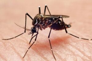 Brasil supera a marca de 2 milhões de casos de dengue em 2024