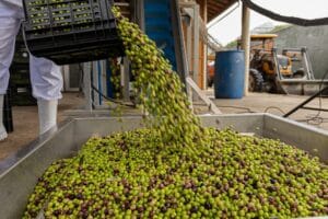 Tradição, qualidade e turismo impulsionam a olivicultura paulista
