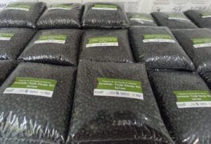 Projeto começou a distribuir sementes da cultivar de feijão-preto