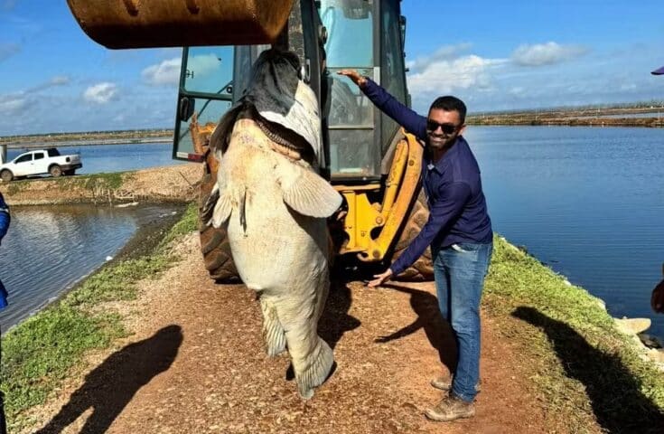 Peixe de 200 quilos é encontrado em fazenda de produção de camarões