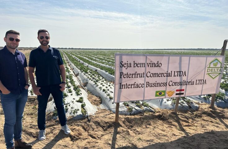Empresa do ES revoluciona mercado com morangos de qualidade do Egito