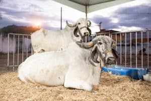 ExpoSul reúne animais que valem mais de R$ 200 mil
