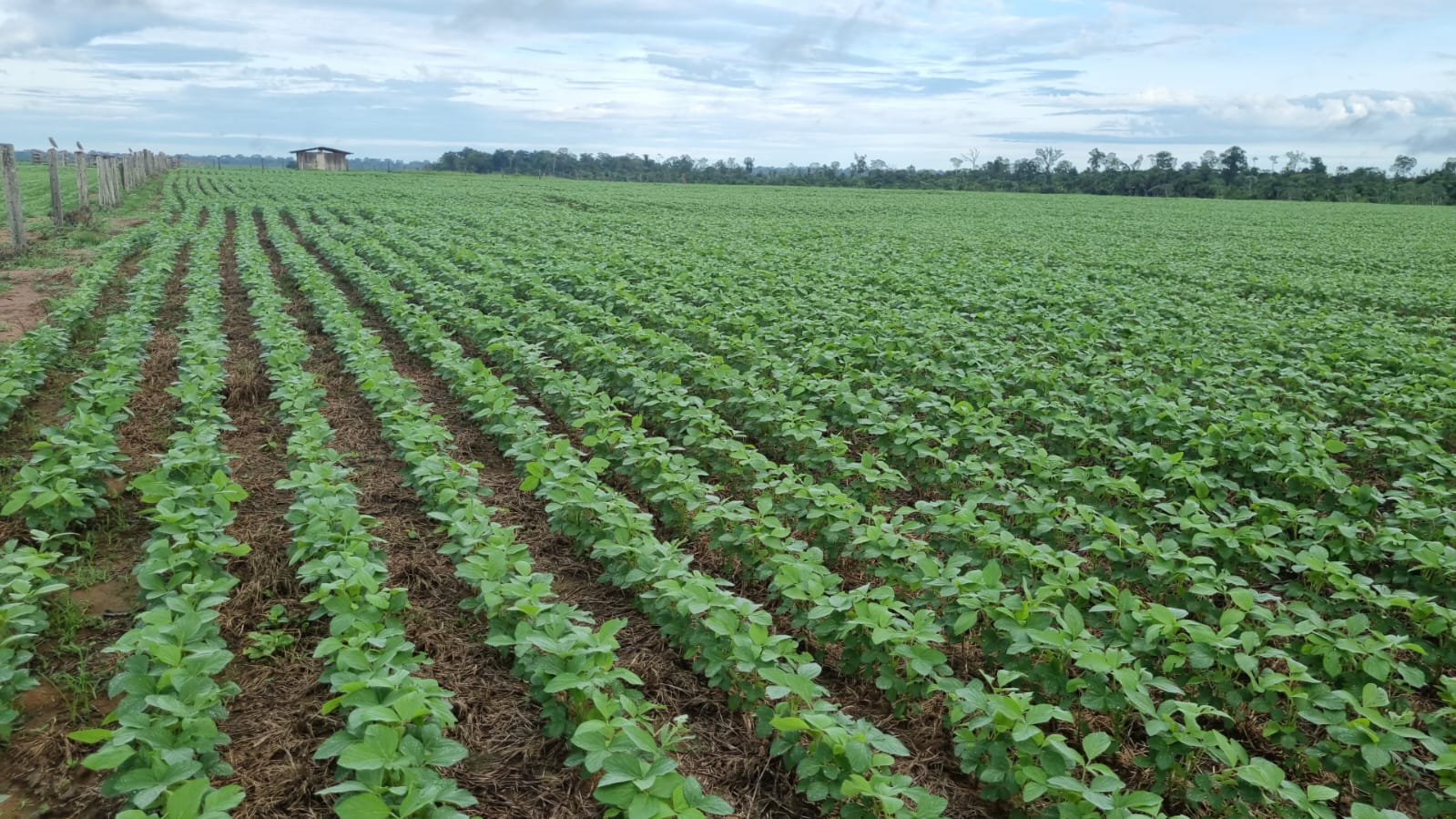 Sistema ILPF pode transformar Rondônia em um “Eldorado” de grãos?