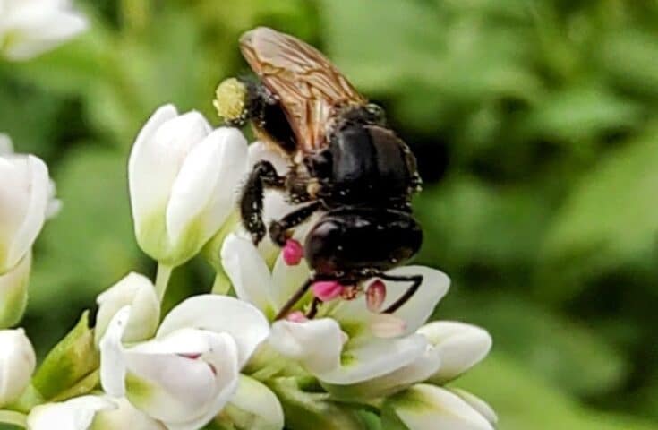 Pesquisa mostra como ter sucesso na criação de abelhas-sem-ferrão