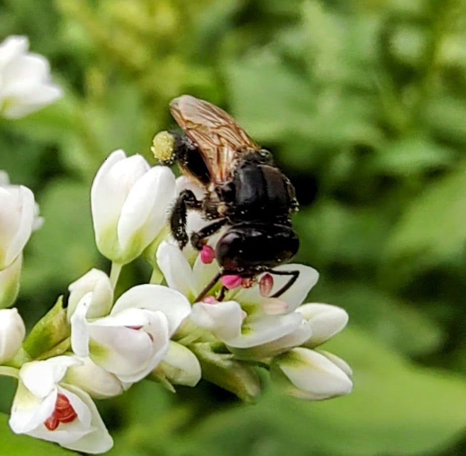 Pesquisa mostra como ter sucesso na criação de abelhas-sem-ferrão