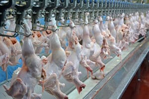 Avaliação sanitária no abate de frangos é regulamentada no Brasil