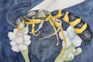 Exposição no interior do ES mostra o mundo das vespas parasitóides