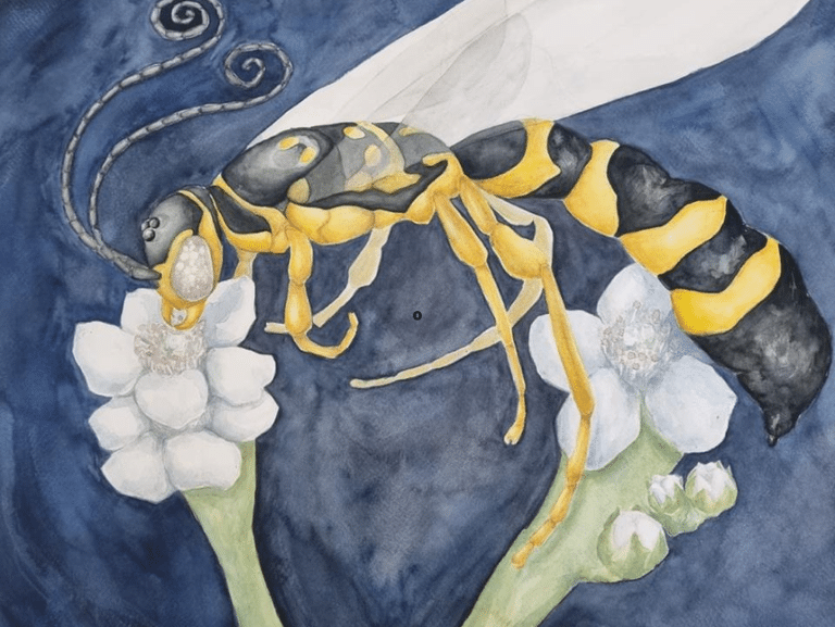 Exposição no interior do ES mostra o mundo das vespas parasitóides