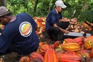 Dia do Cacau: qualidade no cultivo do fruto impulsionam setor