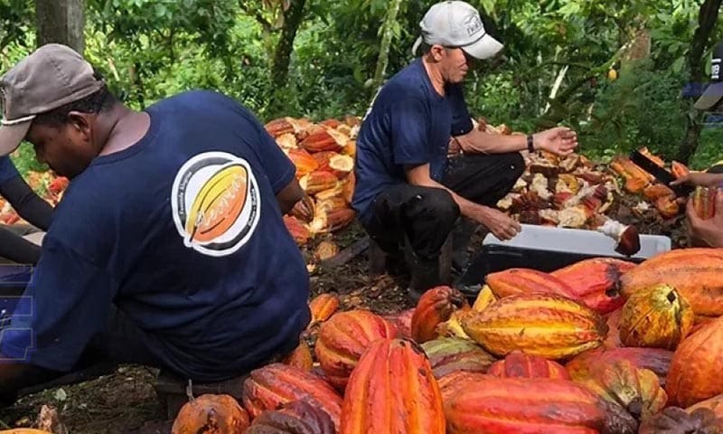 Dia do Cacau: qualidade no cultivo do fruto impulsionam setor