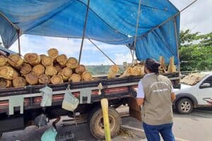 Idaf e Polícia Ambiental fiscalizam comércio de palmito em Colatina