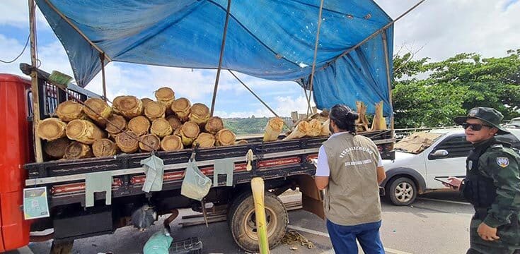 Idaf e Polícia Ambiental fiscalizam comércio de palmito em Colatina