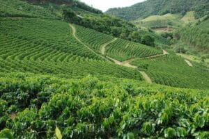 Cafeicultura Sustentável deve atingir 8 mil propriedades até 2026