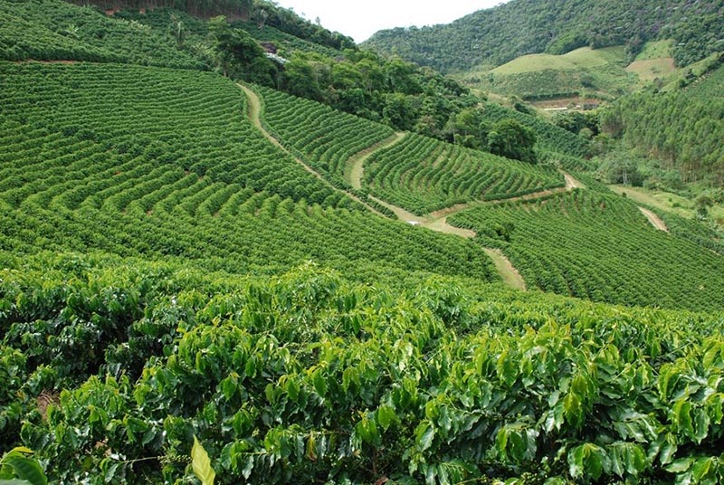 Cafeicultura Sustentável deve atingir 8 mil propriedades até 2026