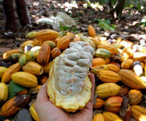 Comissão confirma projeto que regula percentual de cacau em chocolates