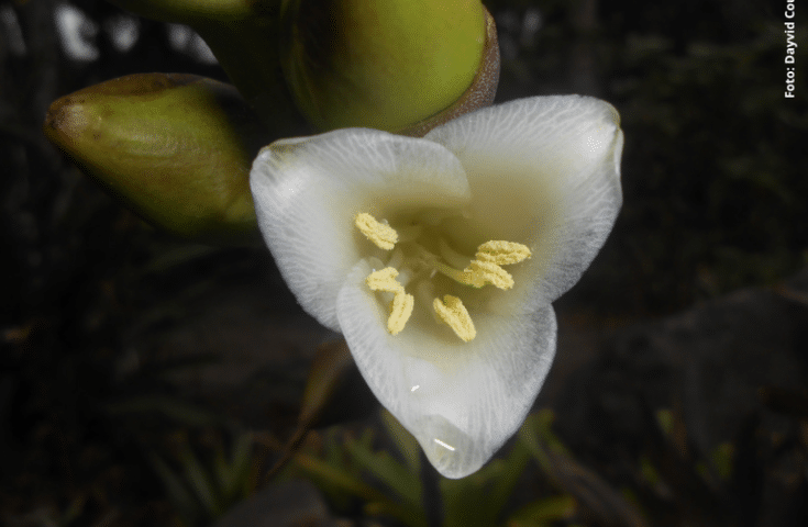 Nova espécie de bromélia é descoberta na Bacia do Rio Doce