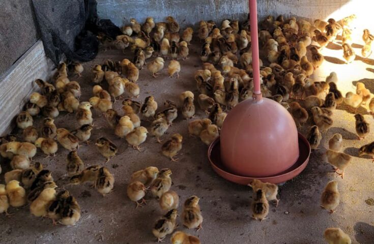 Produção de ovos: fazenda da Santa Casa Cachoeiro recebe 400 pintinhos